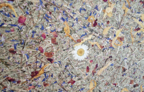 Ersatzneubau Wohnhaus ausserhalb Bauzone in Ettiswil, durch dubach plant